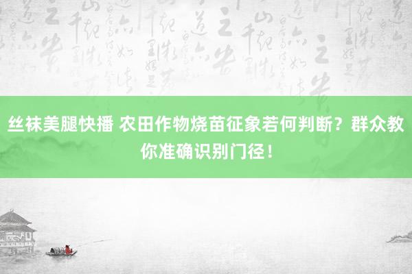 丝袜美腿快播 农田作物烧苗征象若何判断？群众教你准确识别门径！